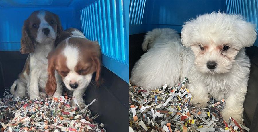 Zöllnerinnen und Zöllner retten 30 Hundebabys aus Kofferraum eines Tierschmugglers