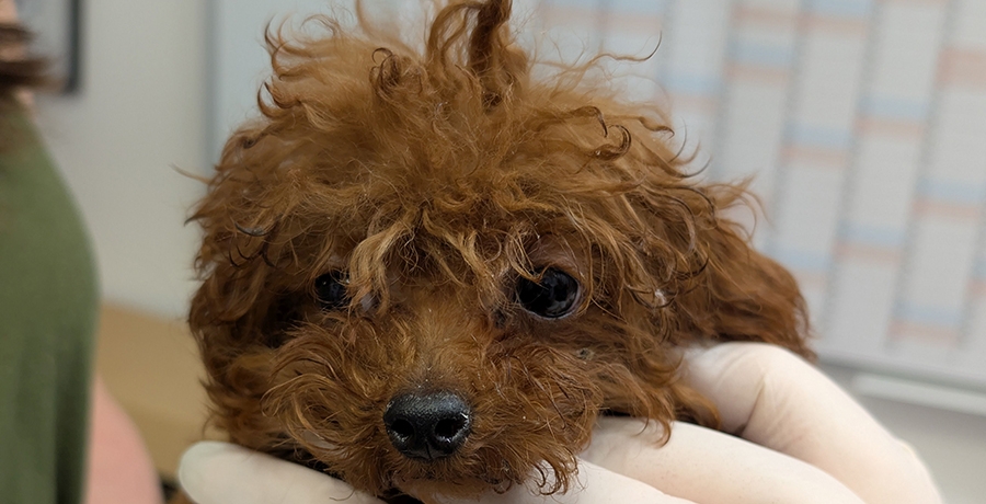 geschmuggelter Hundewelpen