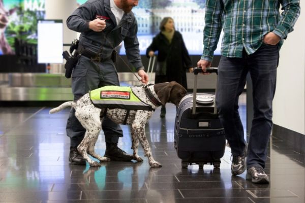 Betrugsbekämpfung - Spürhund am Flughafen